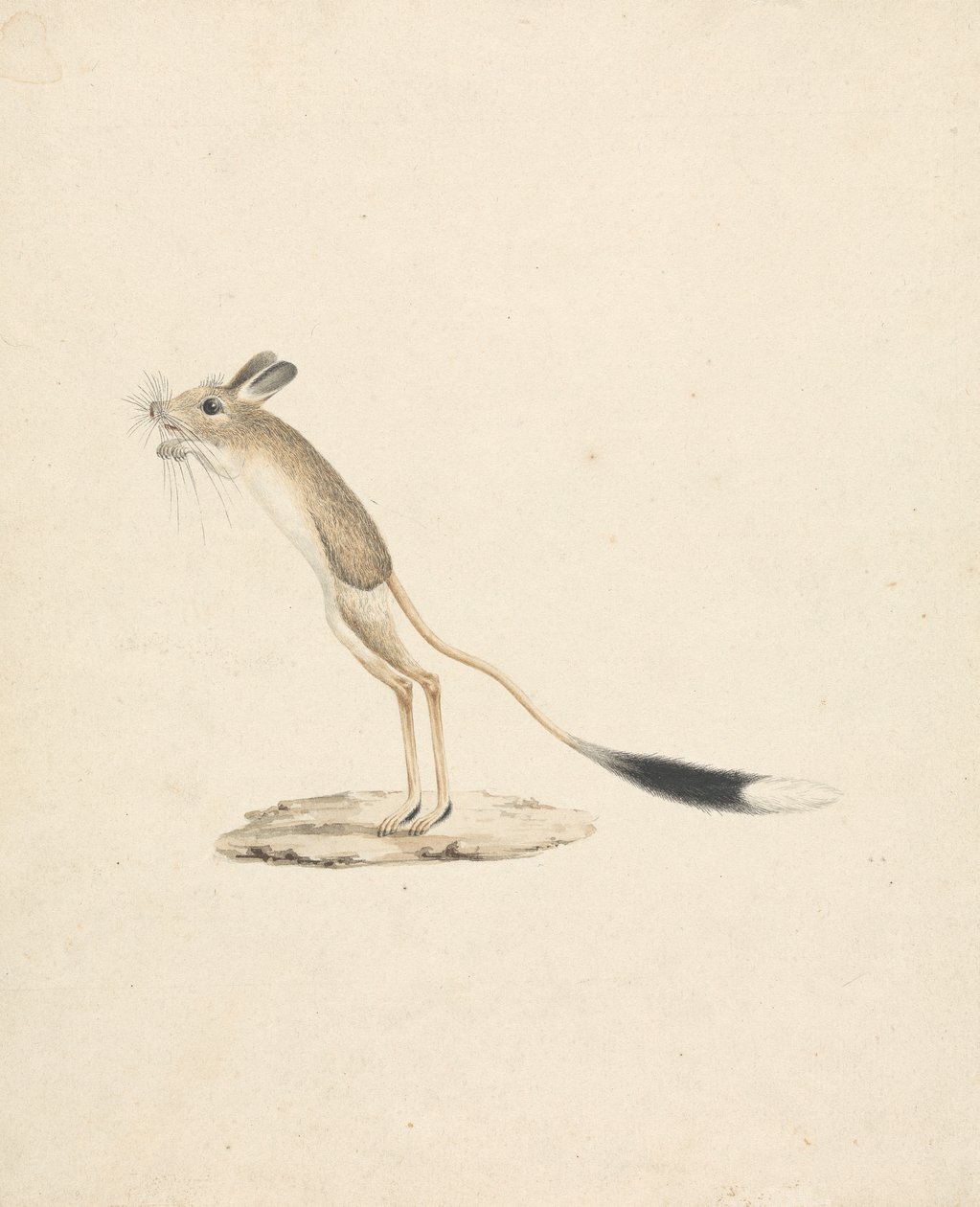 Jerboa af James Bruce