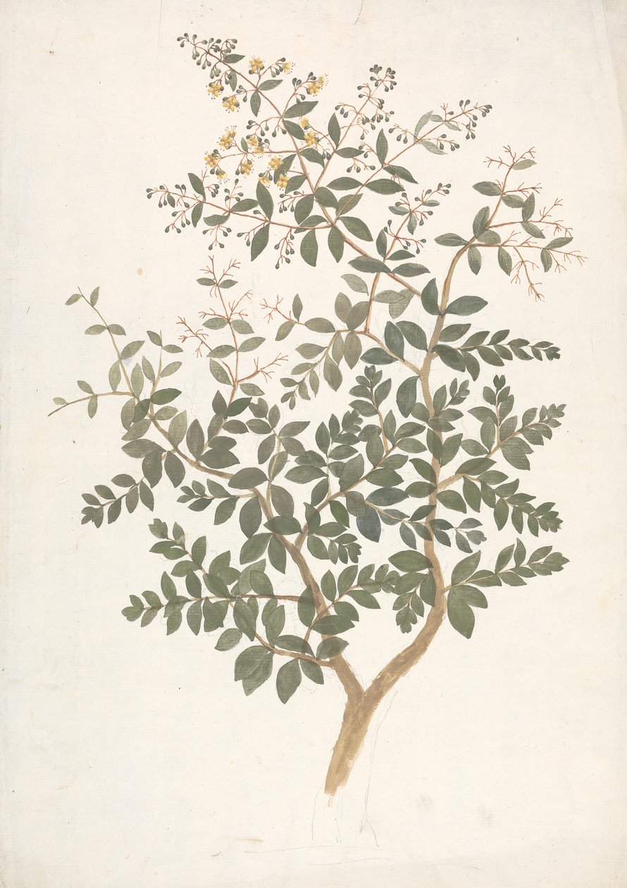 Lawsonia inermis L. (Henna): færdig tegning af et blomstrende bladskud af James Bruce