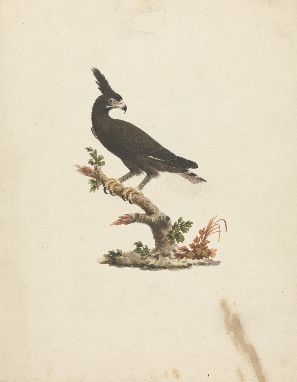 Lophaetus occipitalis (langkamørn) af James Bruce