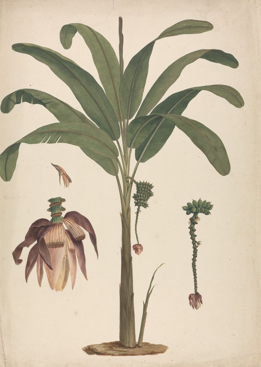 Musa x sapientum L. (Banan): færdig tegning med detaljer af blomsterstand af James Bruce