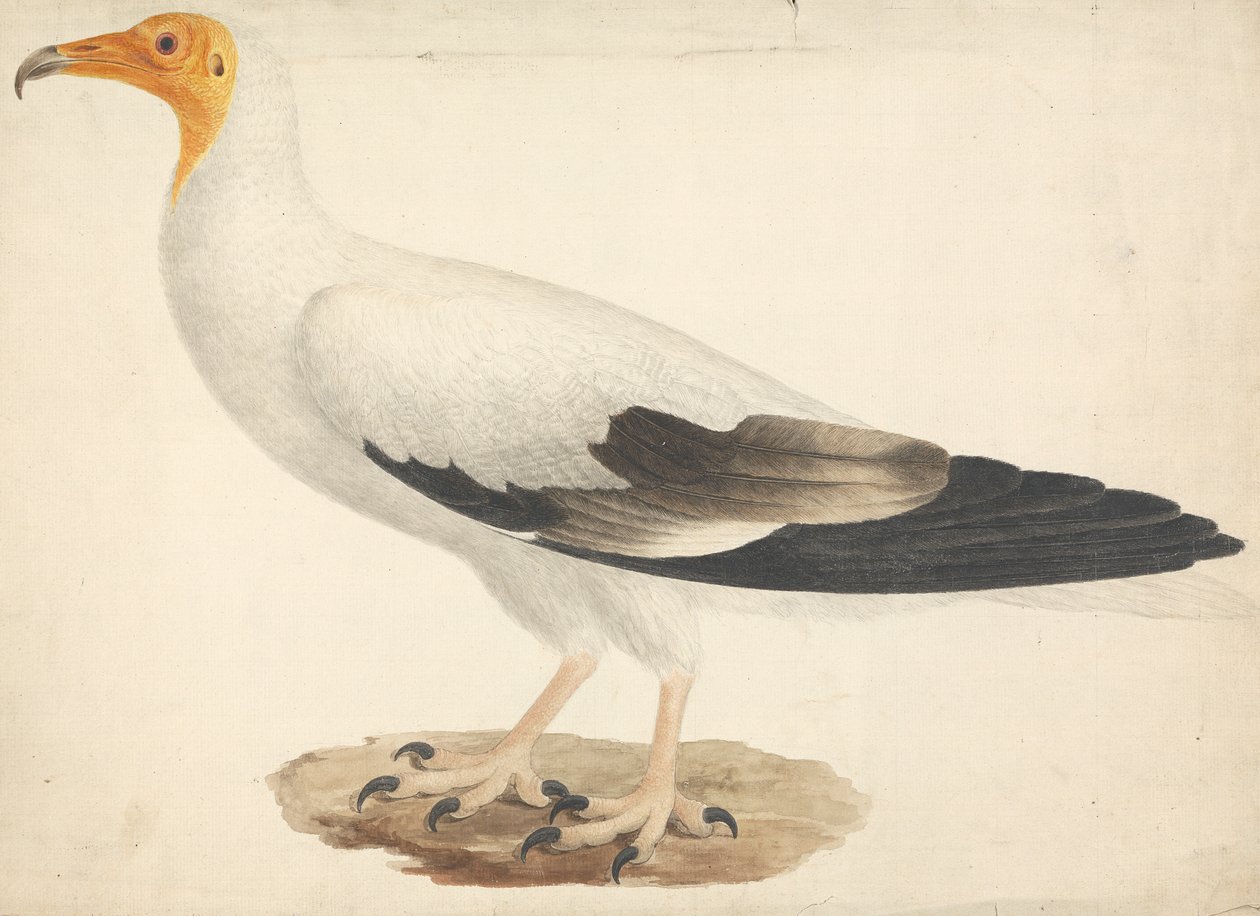 Neophron percnopterus (egyptisk grib) af James Bruce