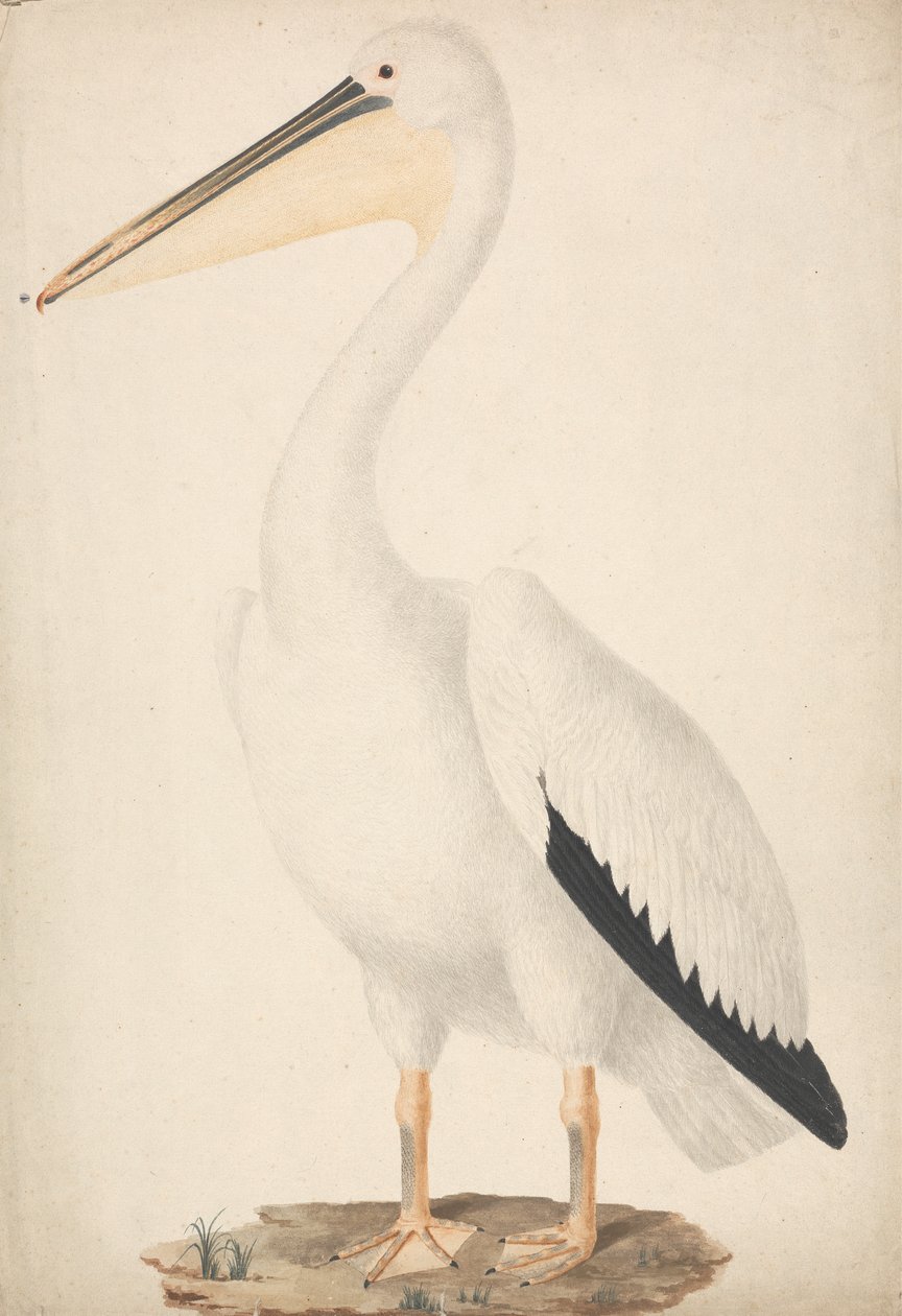 Pelecanus onocrotalus (stor hvid pelikan) af James Bruce