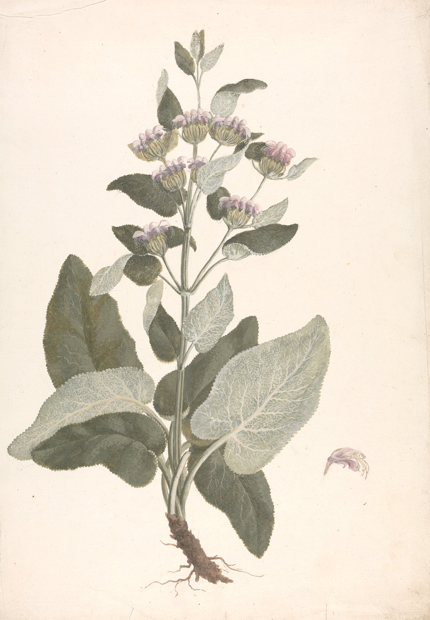 Phlomis herba-venti L. : færdig tegning af James Bruce