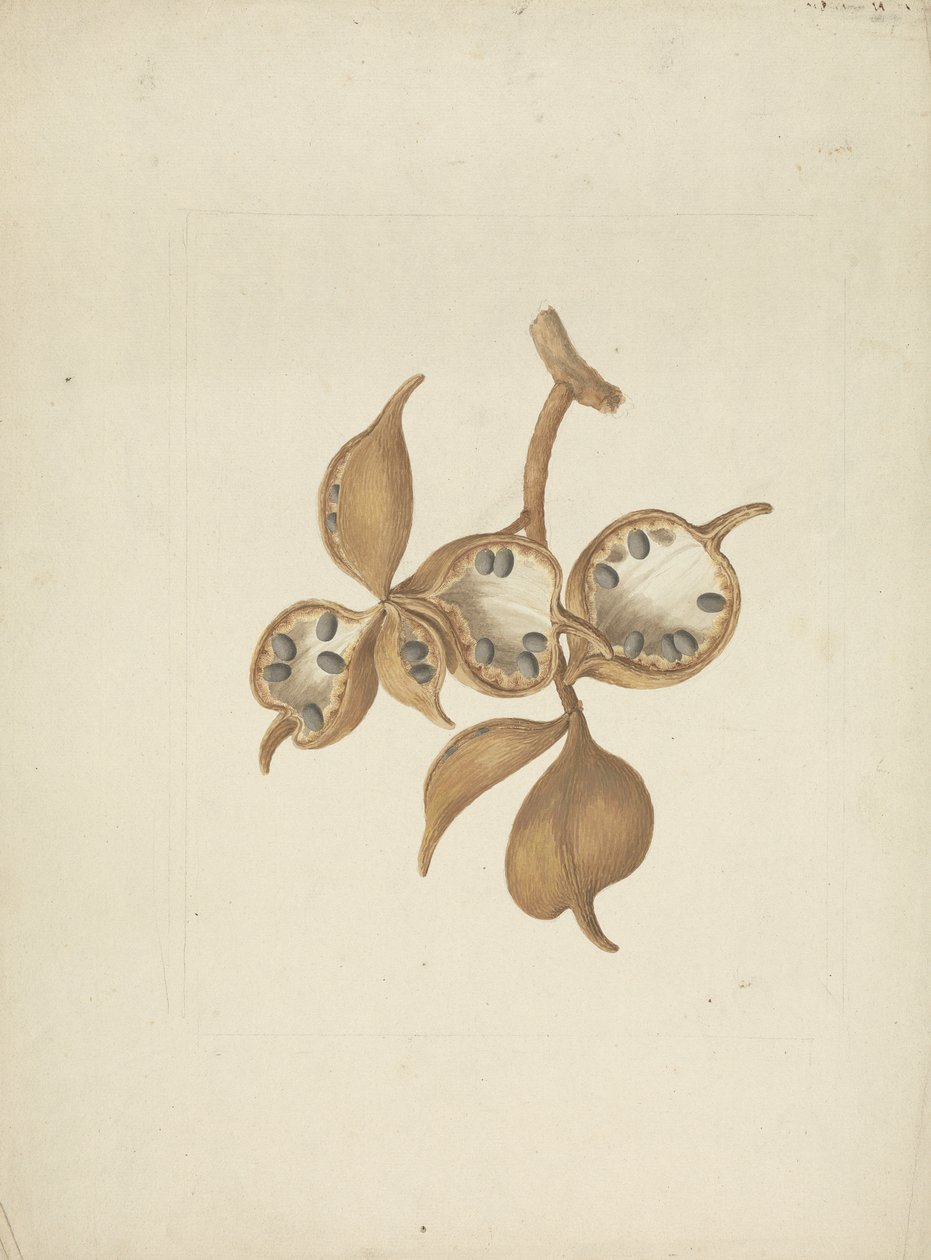Sterculia africana (Lour.) Fiori: færdig tegning af stilk med frøstande, nogle åbne viser frø af James Bruce