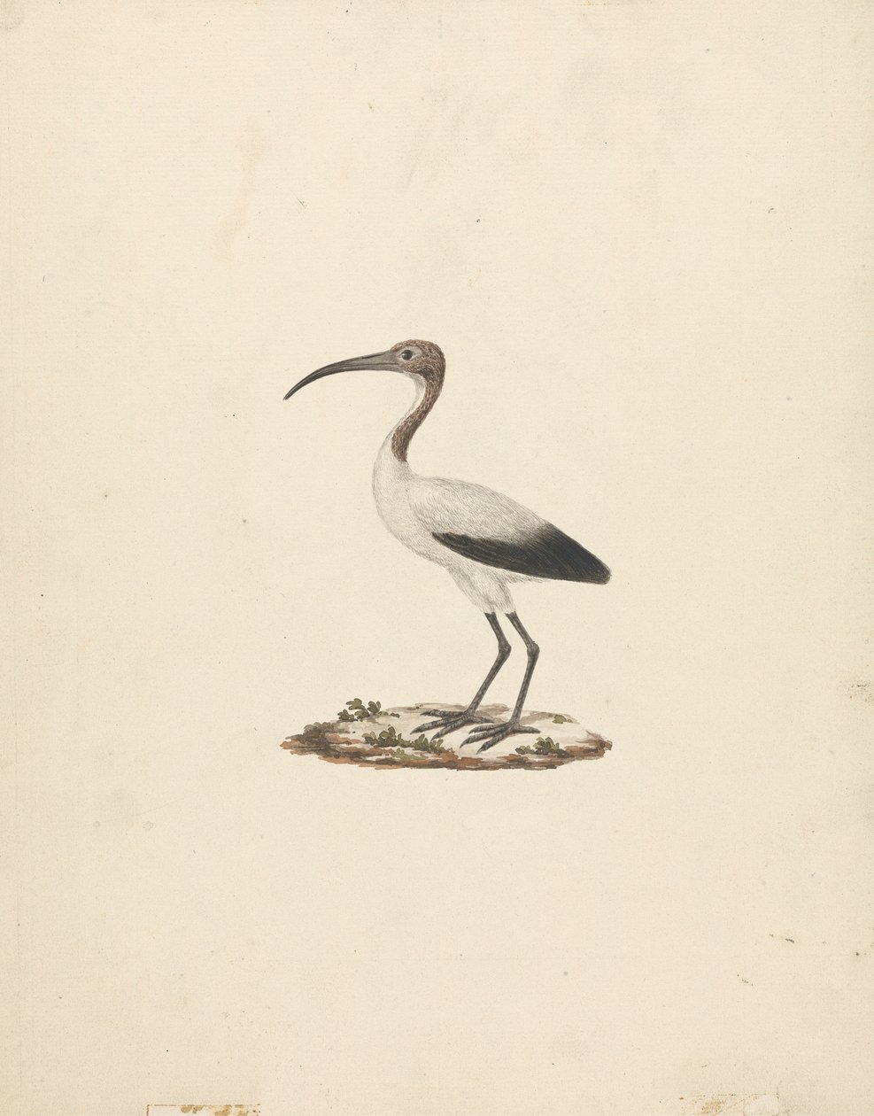 Threskiornis ethiopicus (African Sacred Ibis) af James Bruce