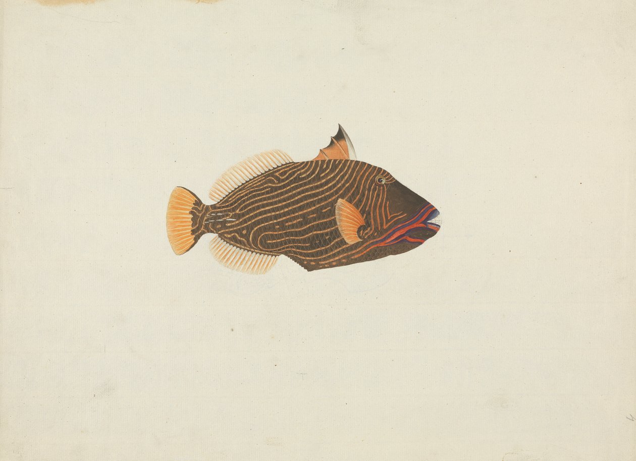 Uidentificeret fisk af James Bruce