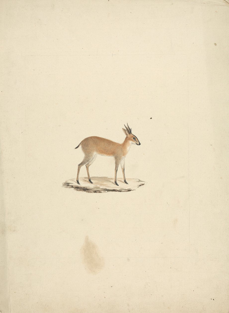 Uidentificeret madogua (Dik-dik) af James Bruce