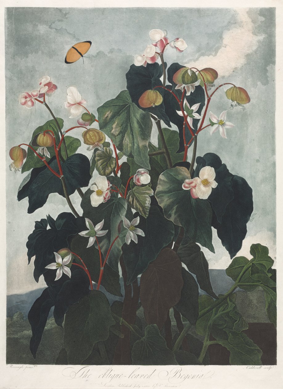 The Temple of Flora, eller Naturens Have: Den Obique-bladede Begonia af James Caldwall