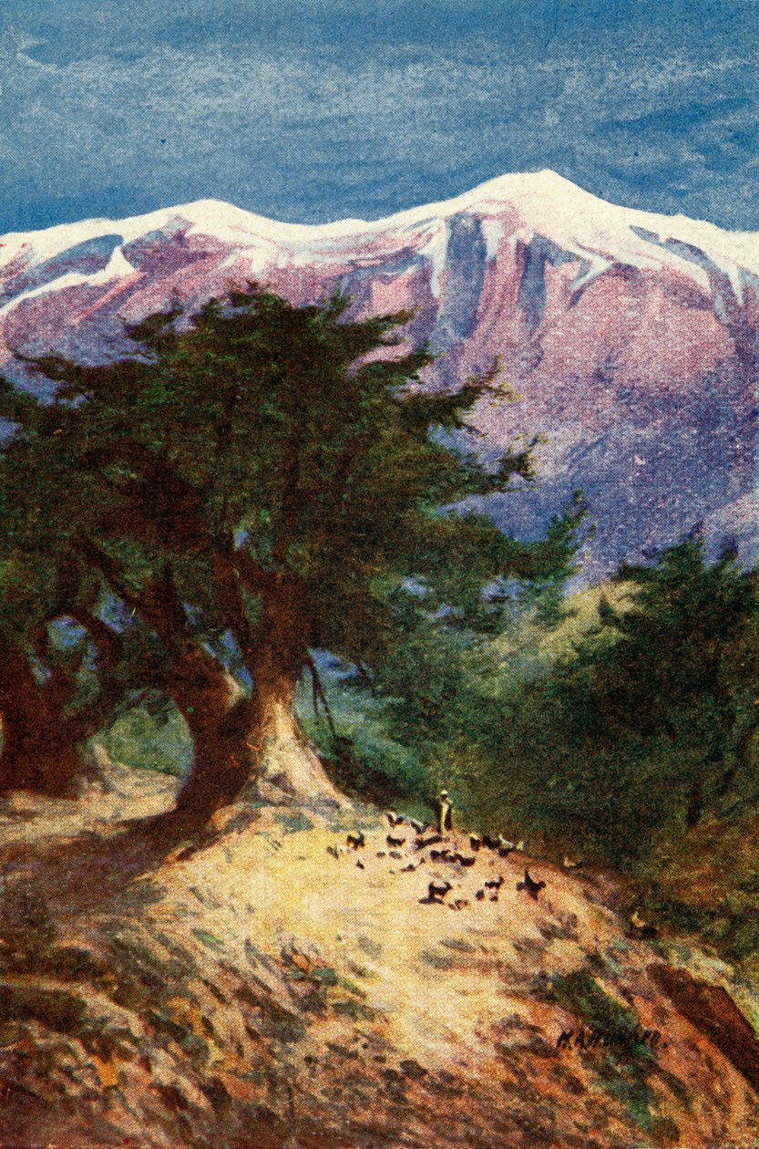 Cedars of Libanon - Matt. xii. 33, c1924. Skaber: James Clark, Henry A Harper. af James Clark and Henry A Harper