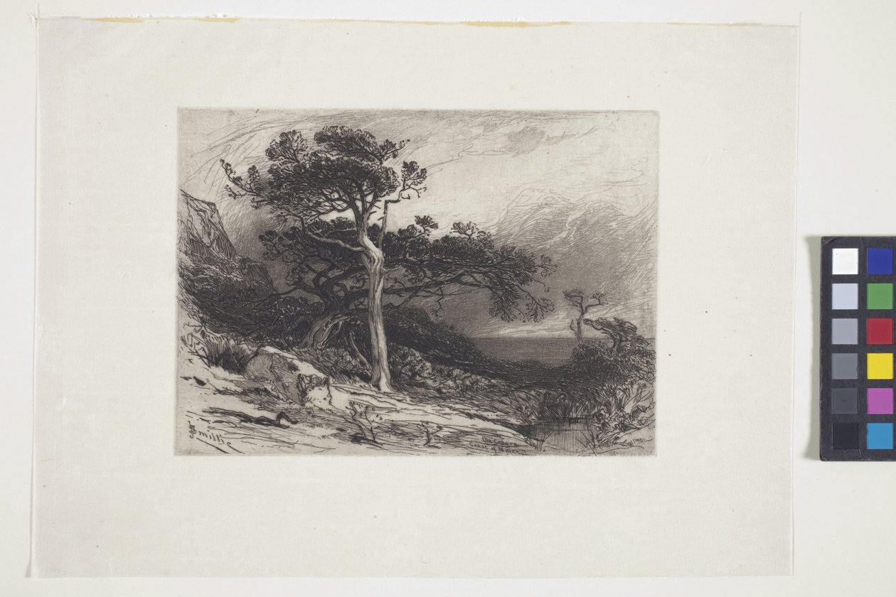 Old Cedars, Coast of Maine (blæk, pen, blyant) af James David Smillie