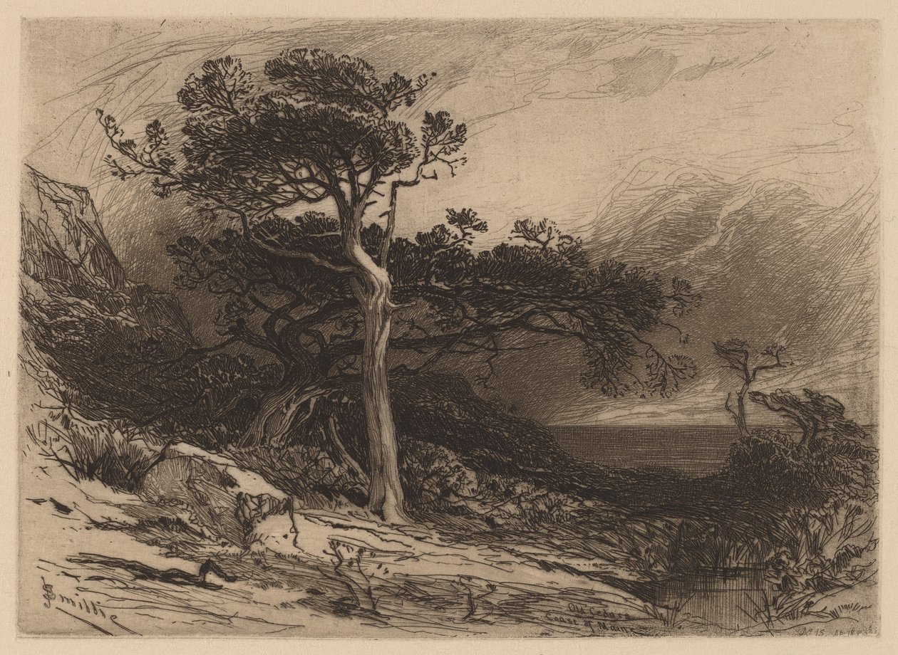 Old Cedars, Coast of Maine af James David Smillie