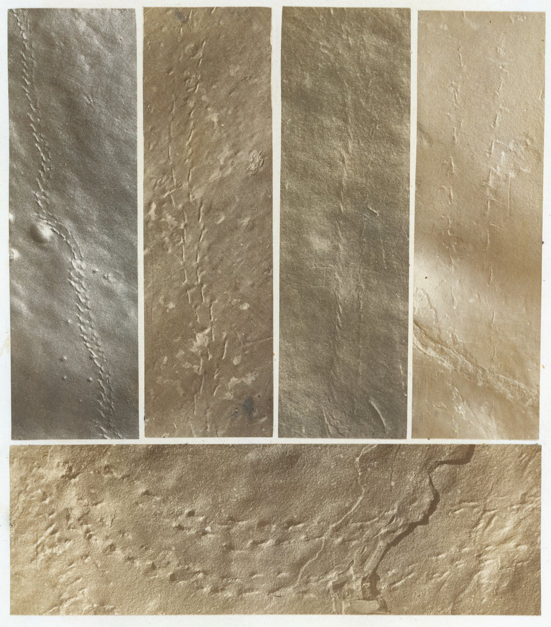 Ichnographs from the Sandstone of Connecticut River, publiceret 1861. af James Deane