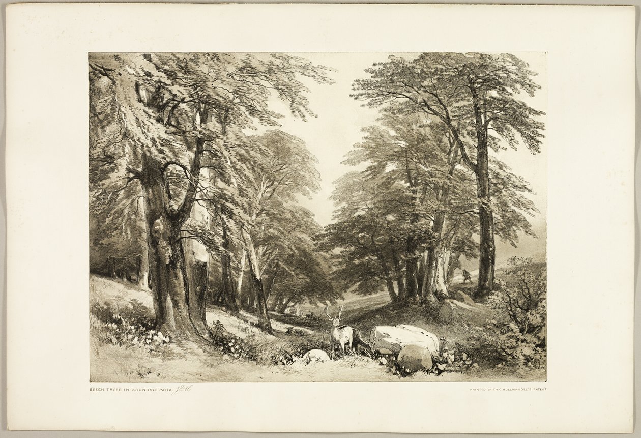 Bøgetræer i Arundale Park, fra The Park and the Forest af James Duffield Harding