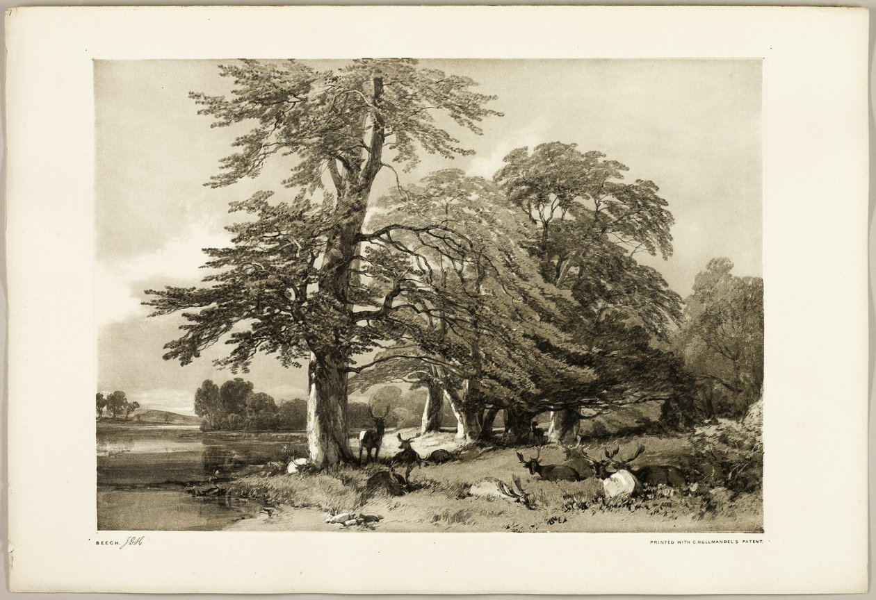 Bøg, fra Parken og Skoven af James Duffield Harding