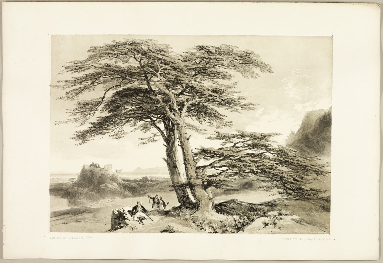 Cedertræer fra Libanon, fra The Park and the Forest af James Duffield Harding