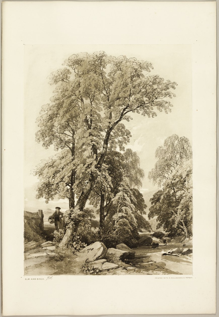 Elm og Birk, fra Parken og Skoven af James Duffield Harding