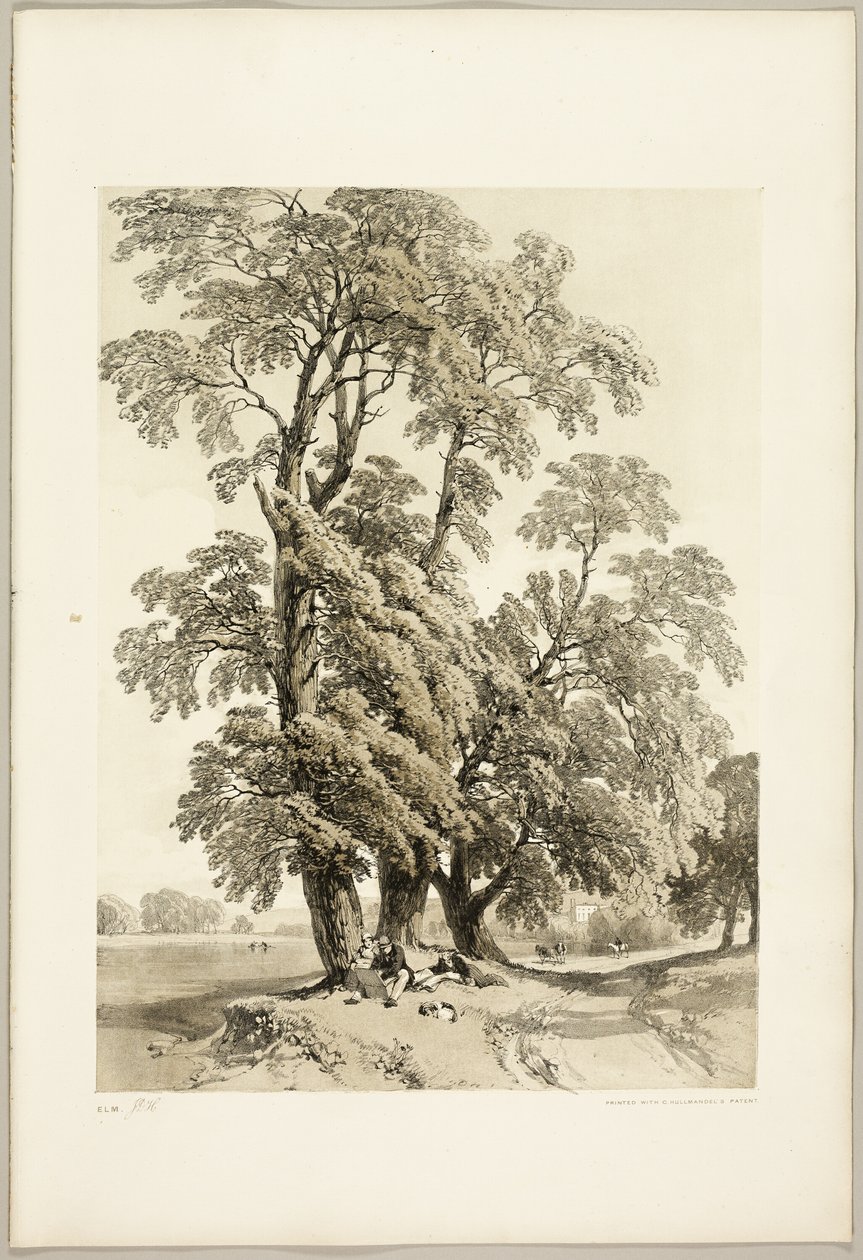 Elm, fra Parken og Skoven af James Duffield Harding