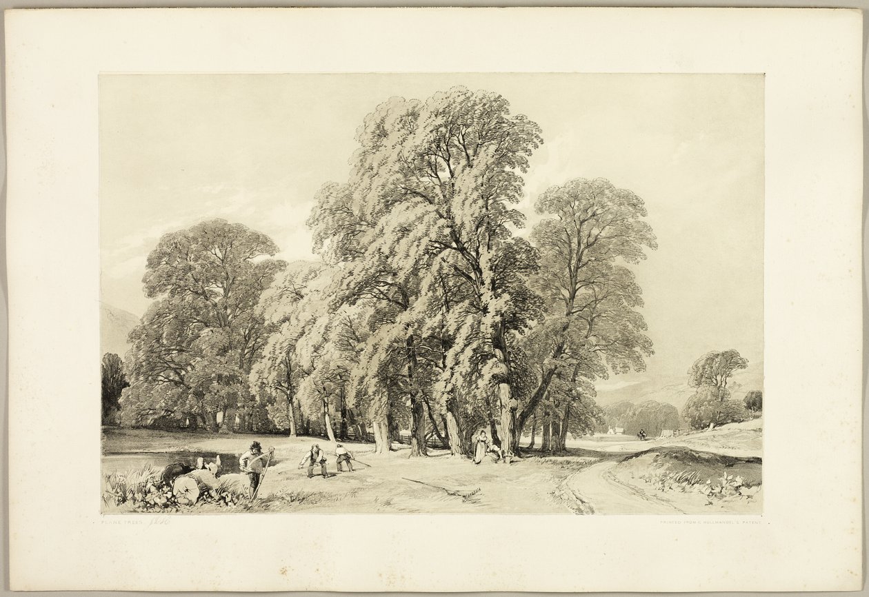 Platantræer, fra Parken og Skoven af James Duffield Harding