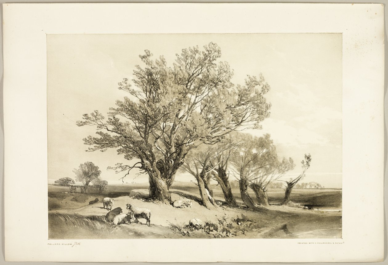 Pollard Willow, fra Parken og Skoven af James Duffield Harding