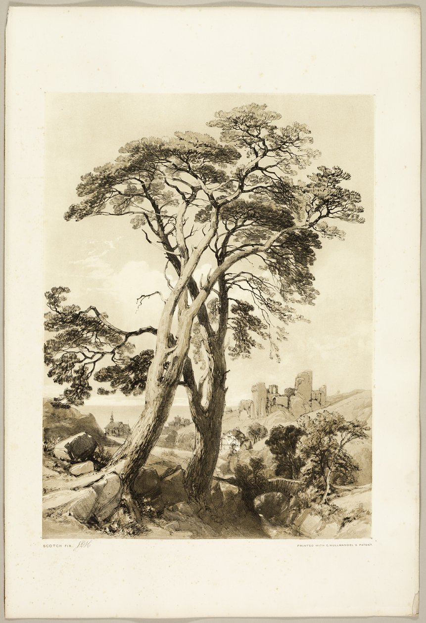 Scotch Fir, fra The Park and the Forest af James Duffield Harding