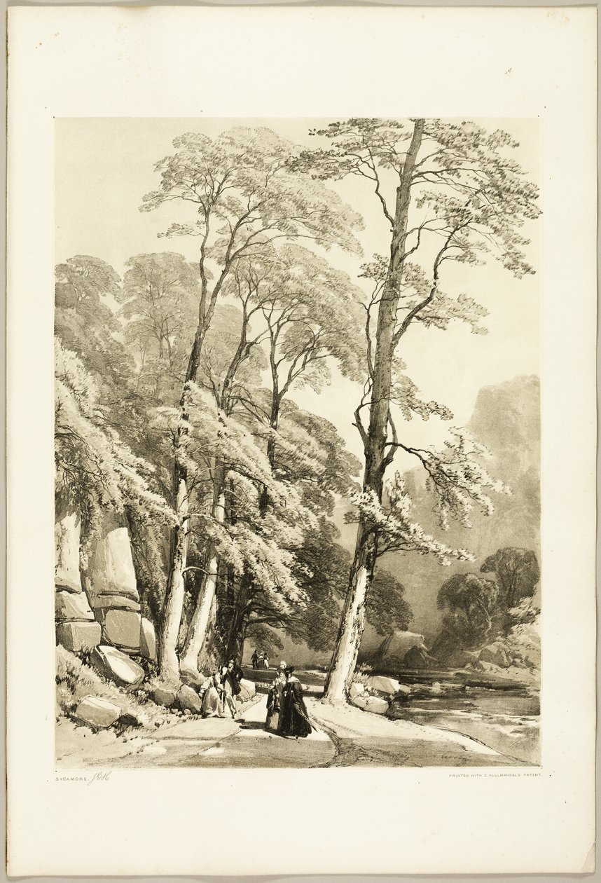 Sycamore, fra parken og skoven af James Duffield Harding