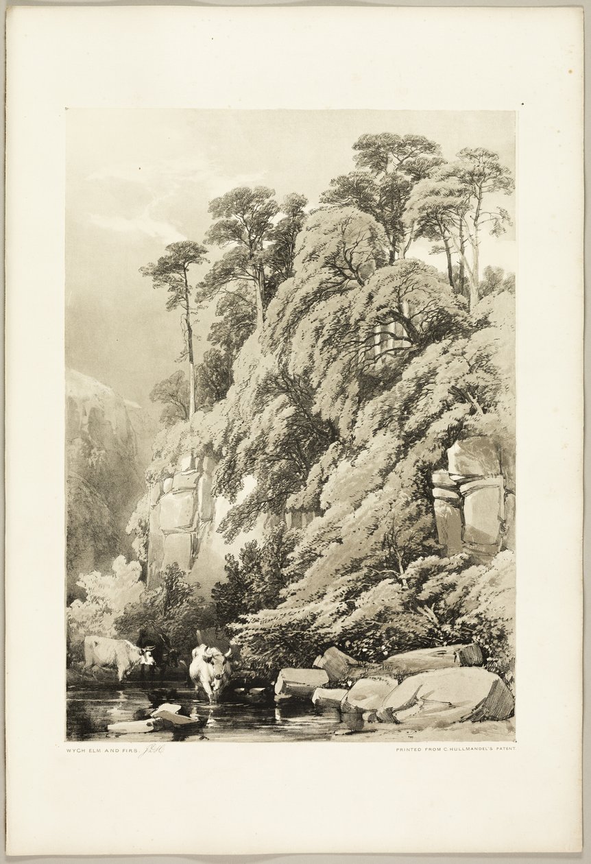Wych Elm and Firs, fra The Park and the Forest af James Duffield Harding