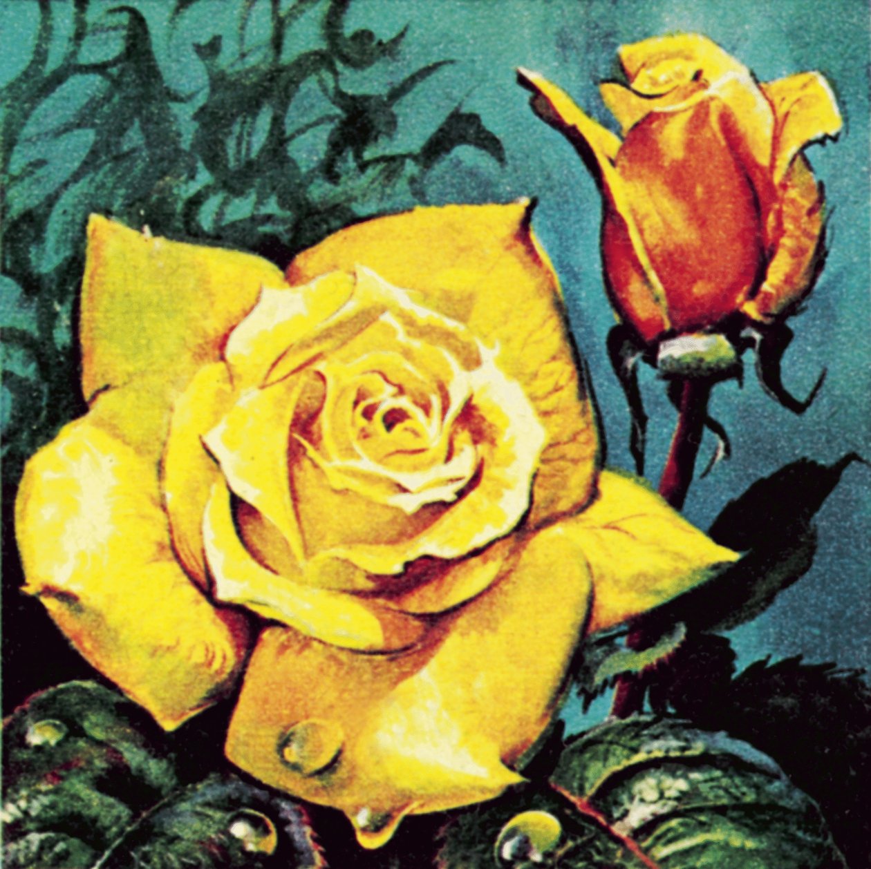 Rose med dug af James Edwin McConnell