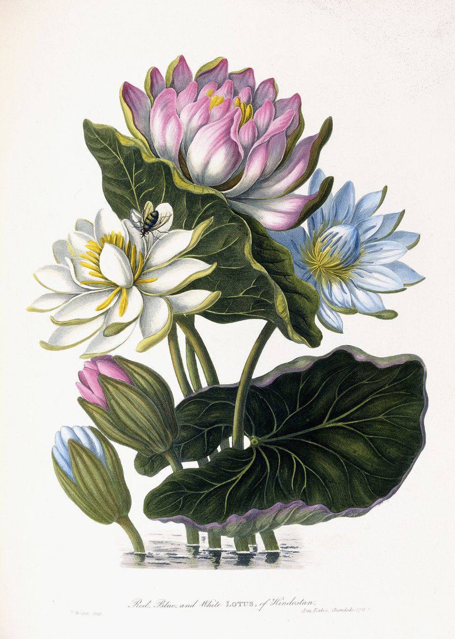 Red, Blue, and White Lotus, of Hindostan, 1781dani af James Forbes