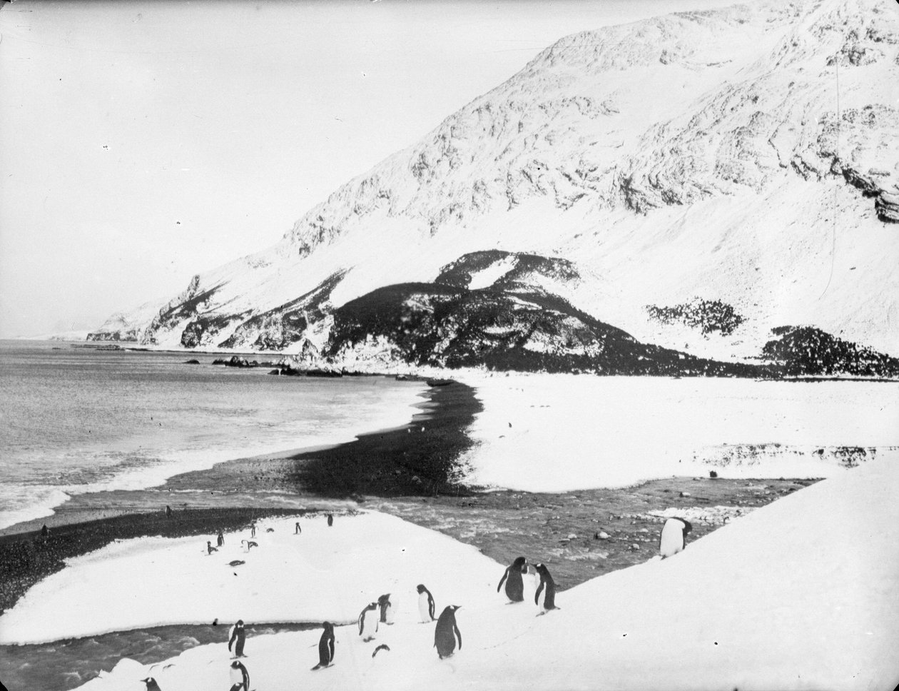 En udsigt langs kysten med pingviner i forgrunden, South Georgia af James Francis Hurley