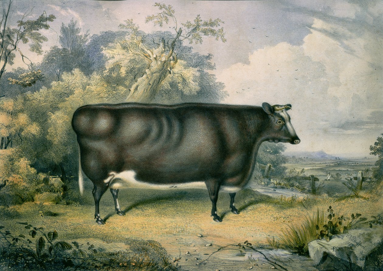 The Cottesmore Prize Heifer, efter Henry Strafford (fl.1833-73), 1837 af James Giles