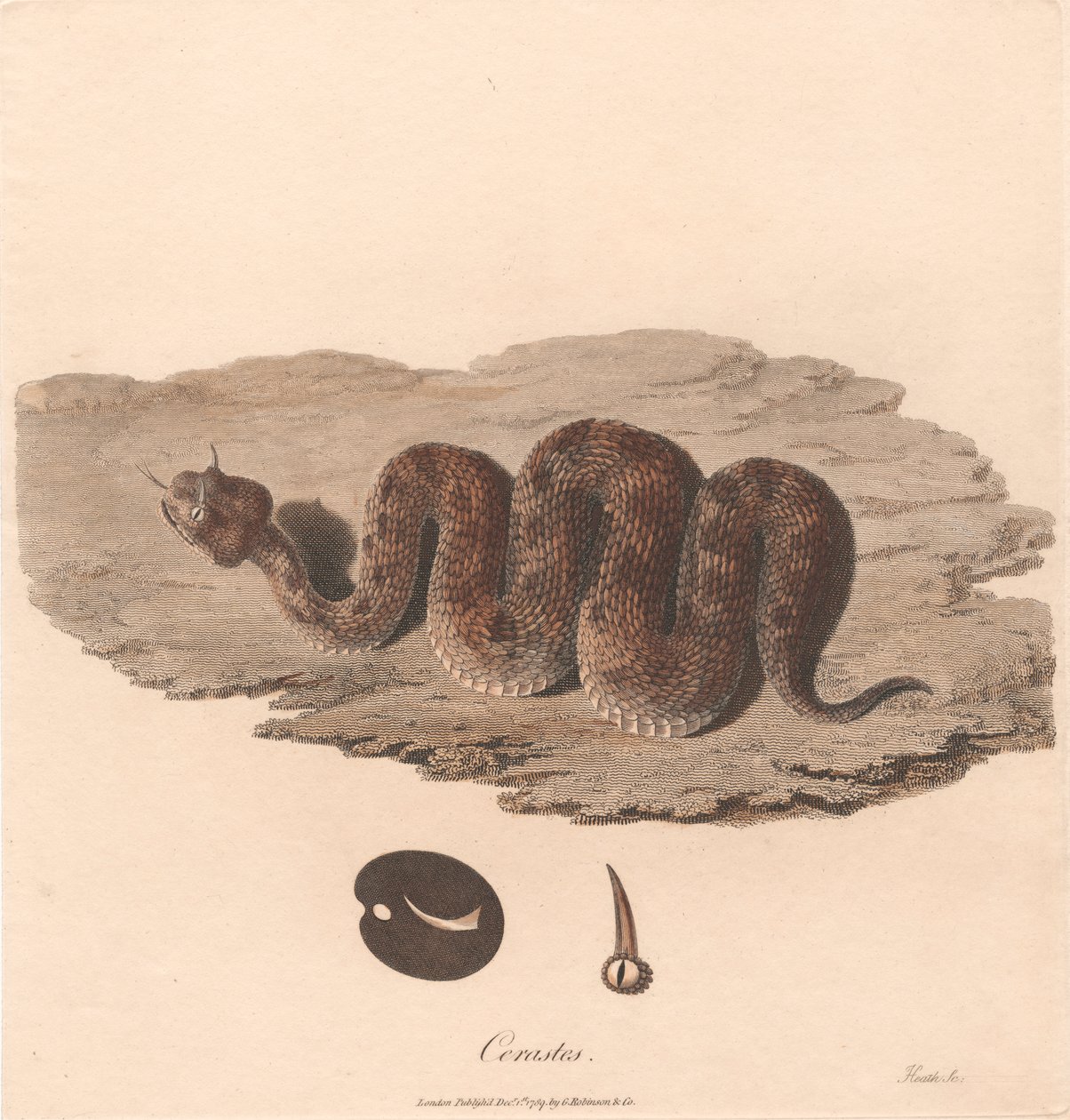 Cerastes af James Heath