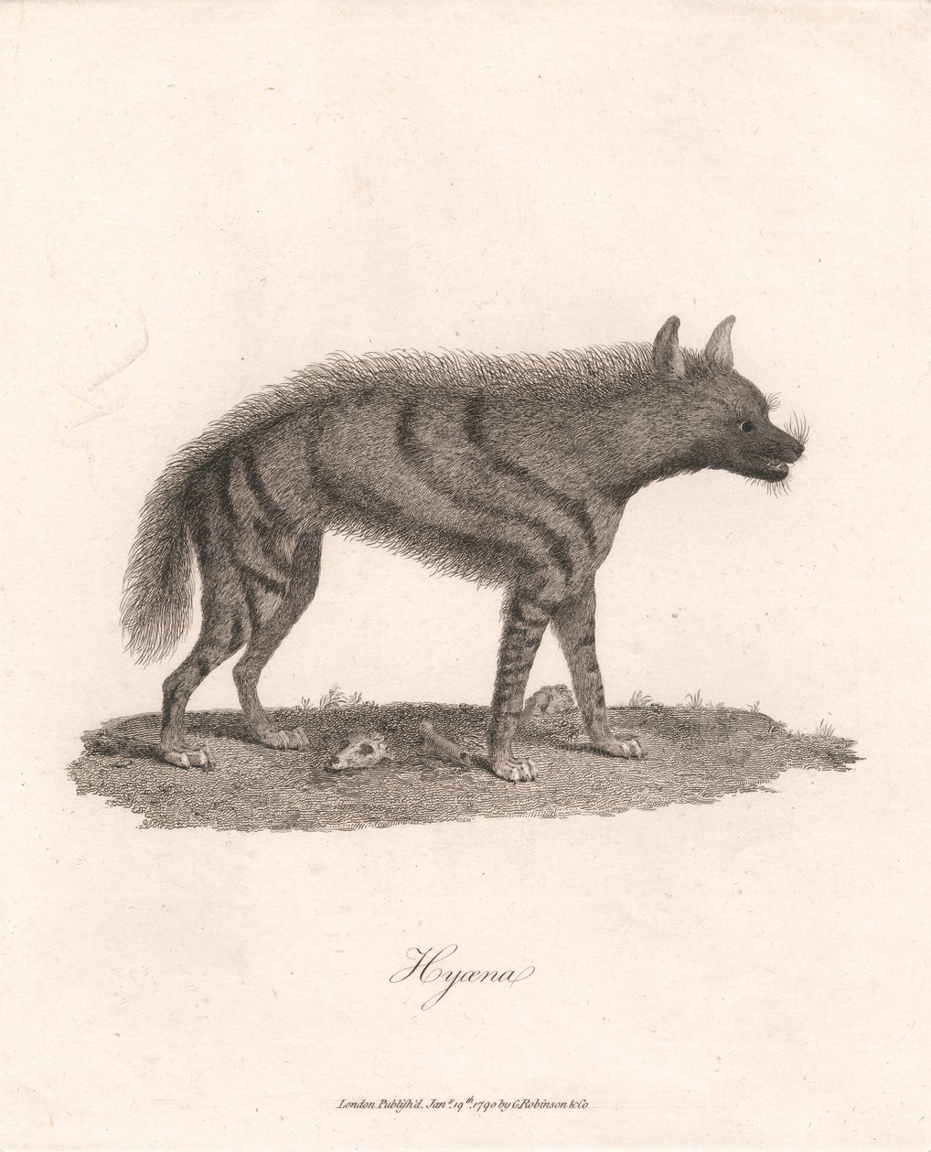 Hyoæne af James Heath