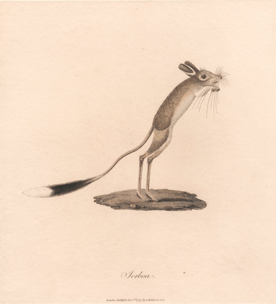 Jerboa af James Heath