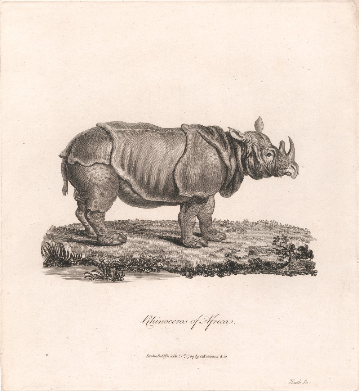 Afrikas næsehorn af James Heath