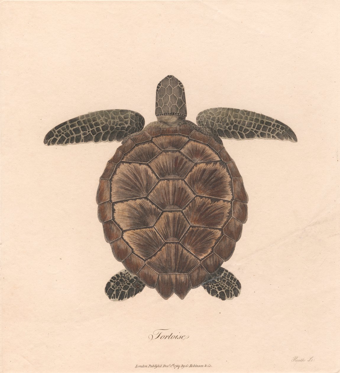 Skildpadde af James Heath