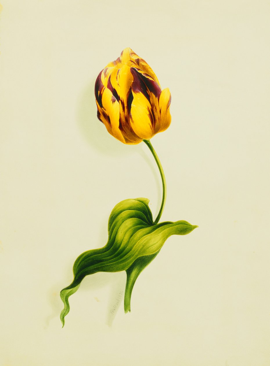 En papegøje-tulipan, 1826 af James Holland