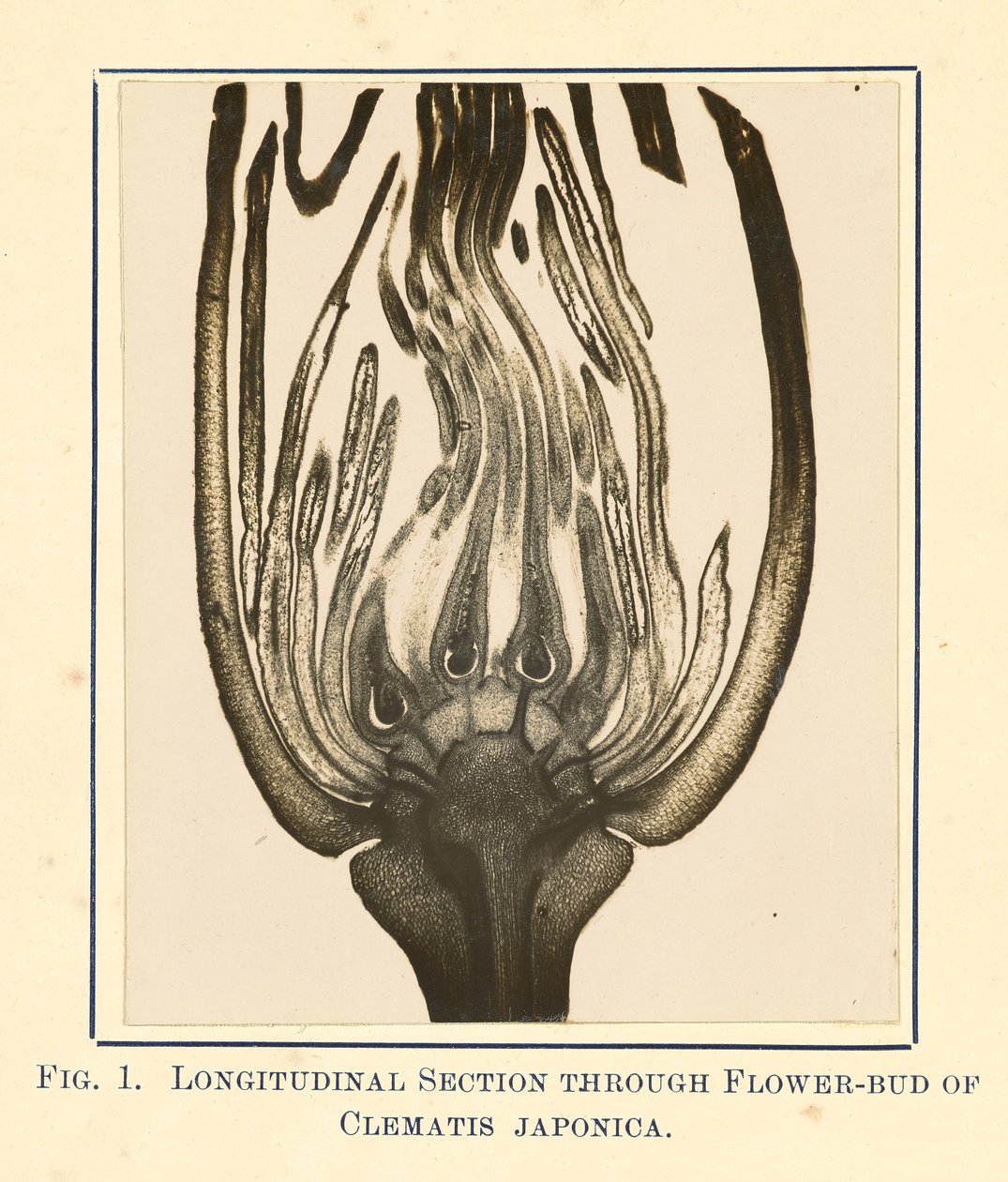 [Udsigt til Clematis Japonica - længdesnit]. af James Hornell