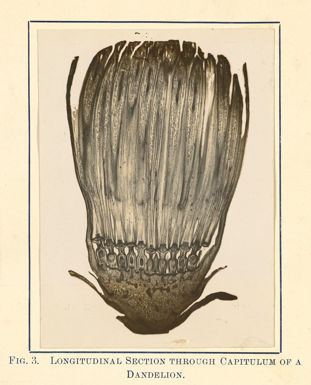 [Udsigt til mælkebøtteplante - længdesnit]. af James Hornell