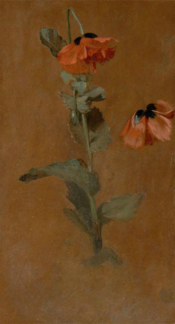 Study of Poppies, 1832 (olie og blyant om bord) (efter konservering) af James Inskipp