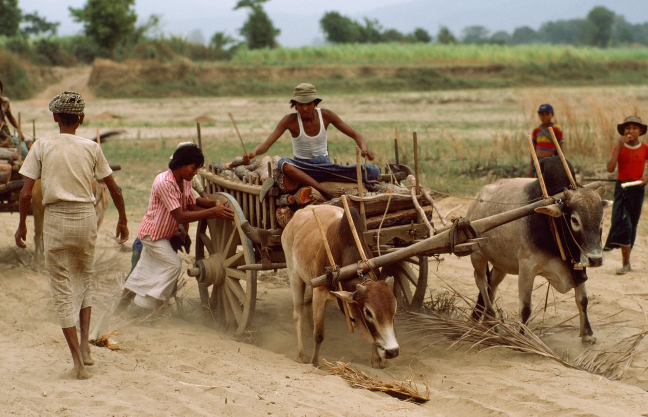 En oksekærre kører fast i det tunge støv på en dårlig vej. Landsbyen Sebin, Burma. af James L Stanfield