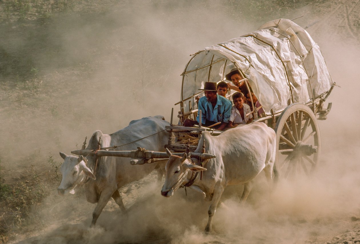 Væddeløb med oksekærrer markerer fuldmånedagen i Kason. Patheingyi, øst for Mandalay, Burma. af James L Stanfield