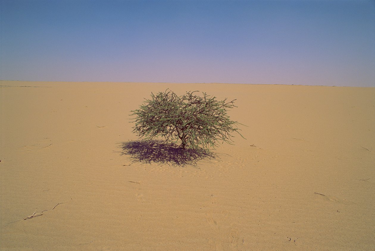 Isoleret træ i en ørken i Niger, Afrika. måske "Arbre du Tenere" eller tilsyneladende gr... af James L Stanfield