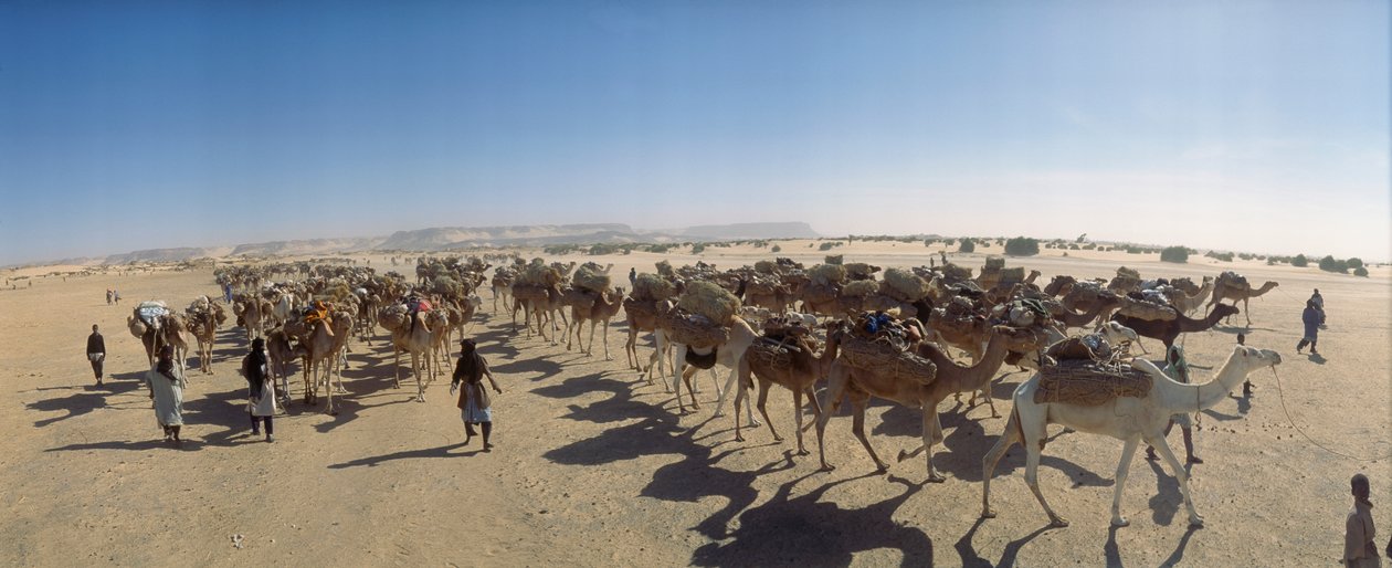 Panorama af en saltkamelkaravane uden for Fachi. NÆR FACHI, NIGER. af James L Stanfield