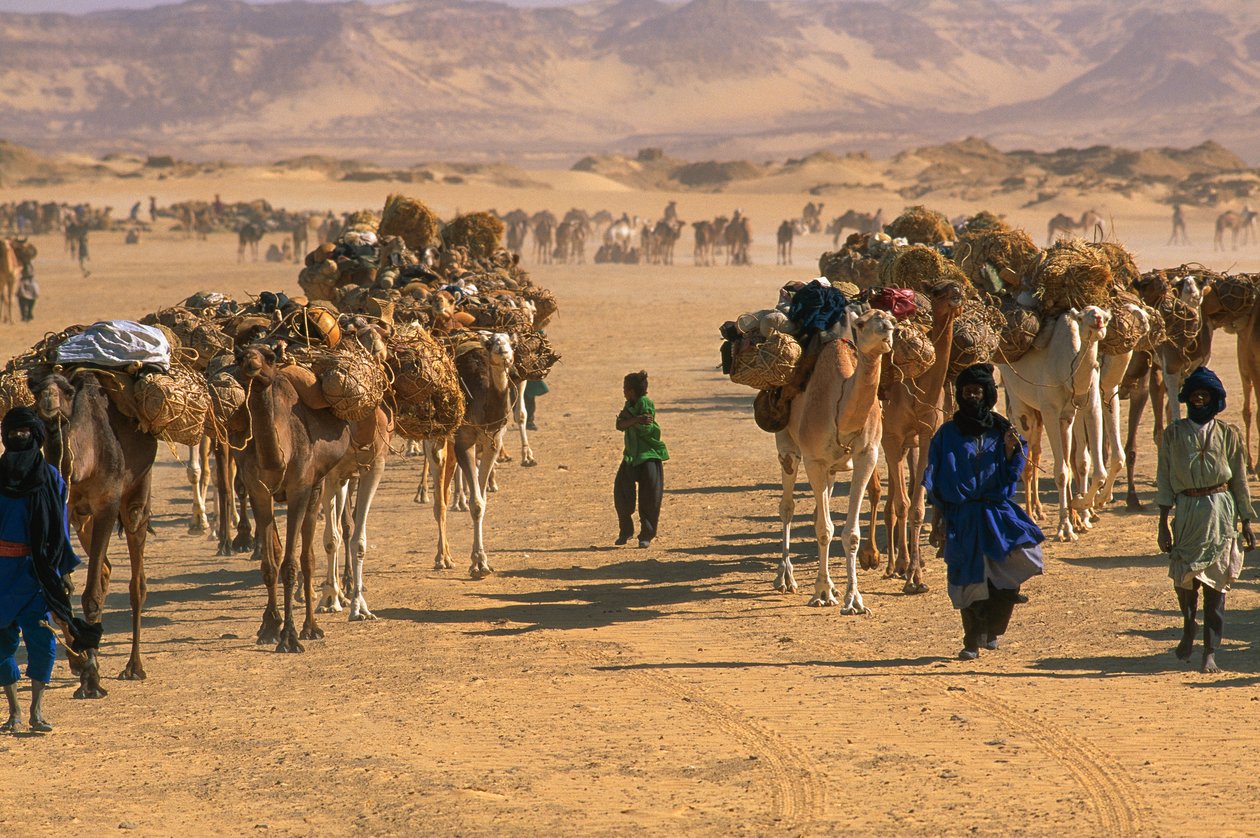 Saltkamelkaravane uden for Fachi. NÆR FACHI, NIGER. af James L Stanfield