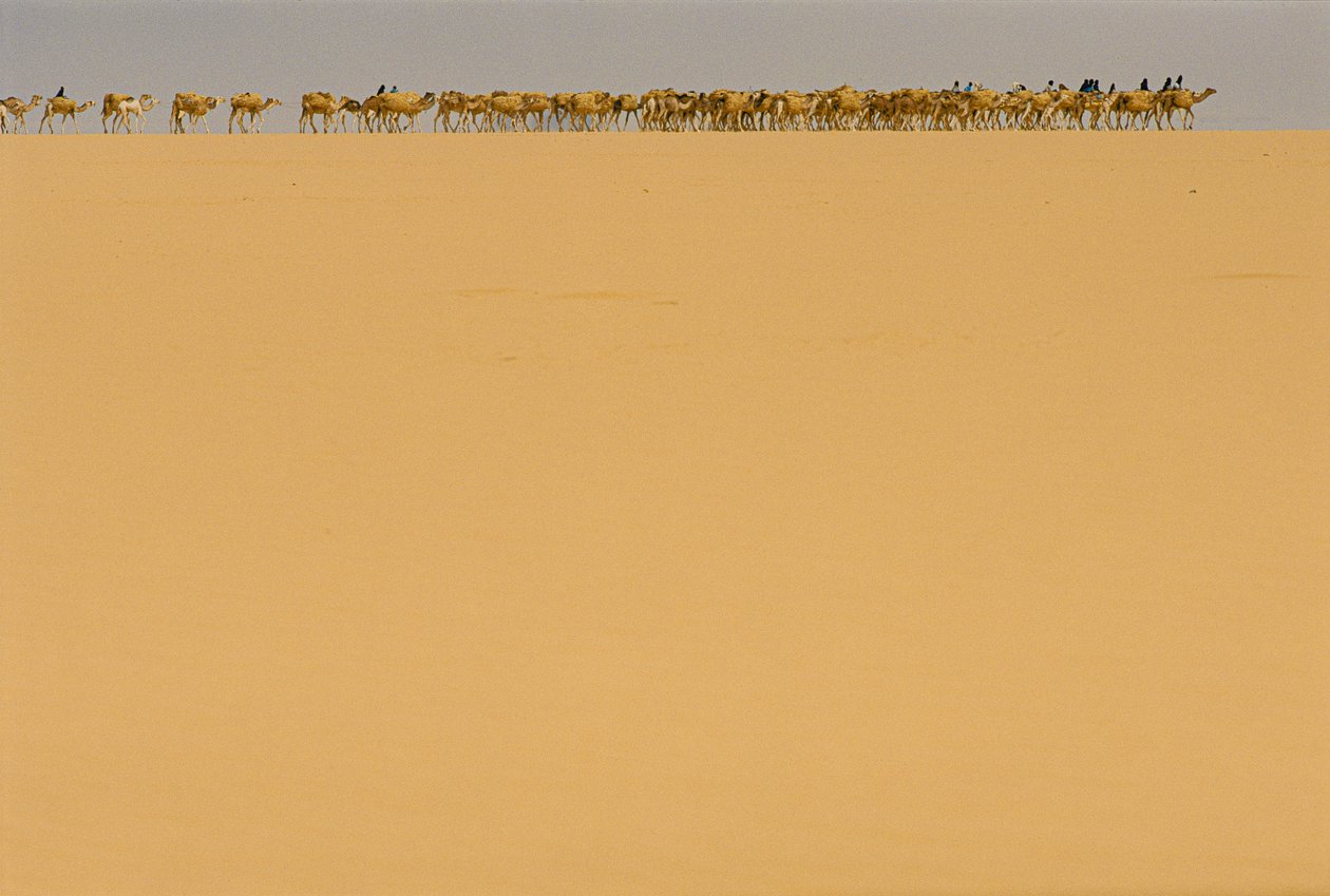 Saltkaravane på vej til Agadez, Nigeria. PÅ VEJ TIL AGADEZ, NIGERIA, NIGER. af James L Stanfield
