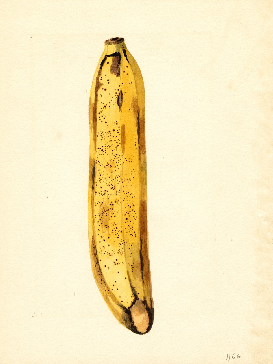 Banan (Musa) (akvarel) af James Marion Shull