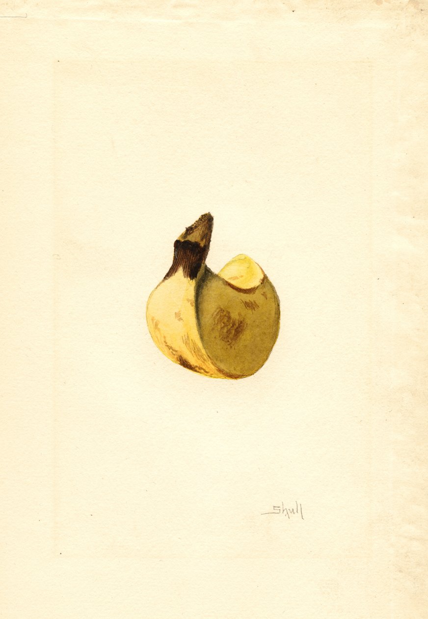 Banan (Musa) (akvarel) af James Marion Shull
