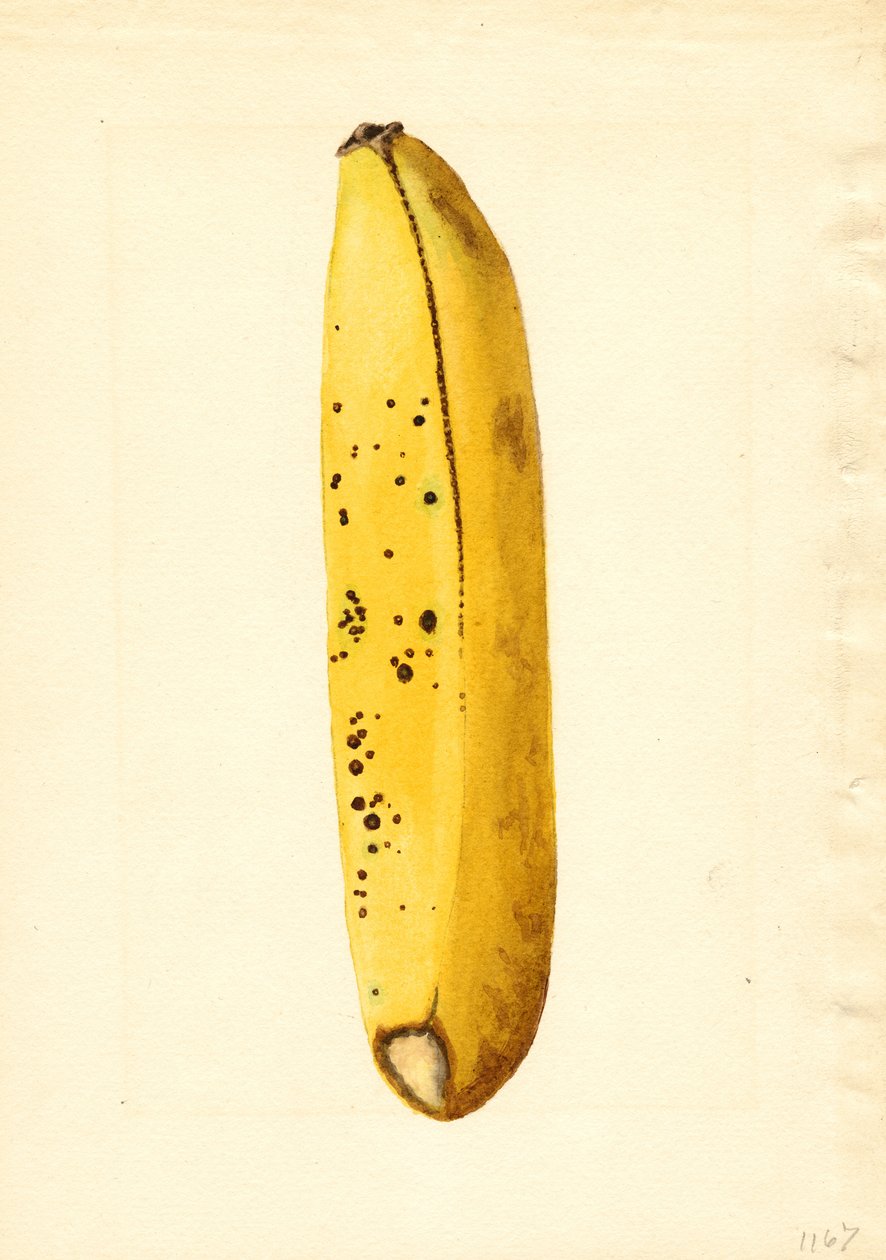 Banan (Musa) (akvarel) af James Marion Shull