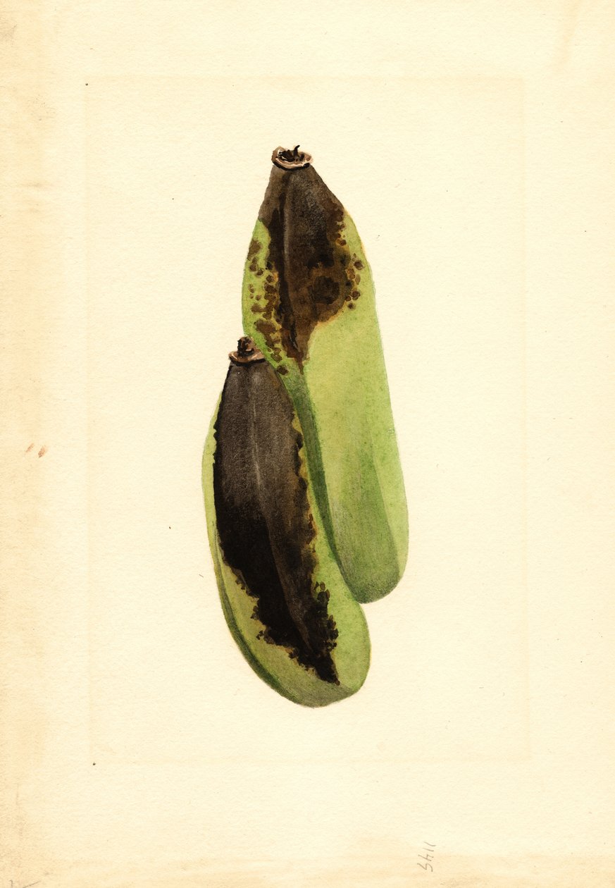 Bananer (Musa) (akvarel) af James Marion Shull