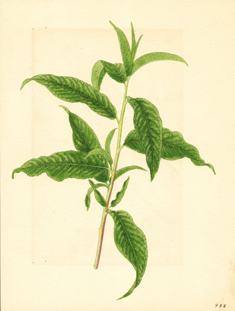 Gren med grønne blade fra Elberta ferskentræ ( Prunus persica: Elberta) (akvarel) af James Marion Shull